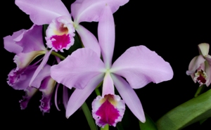 Cattleya labiata fma. rubra 'Harriette' HCC 76 pts.